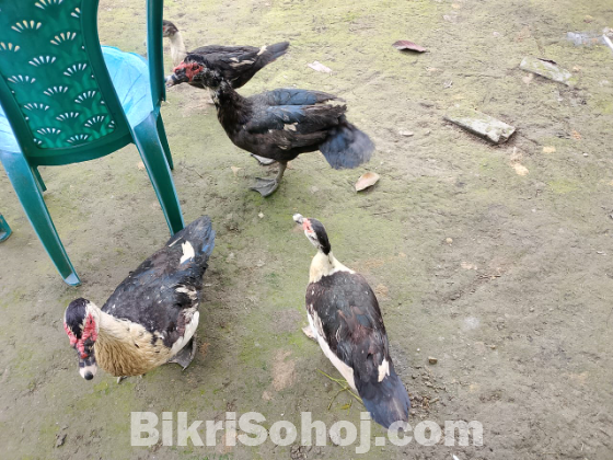 ৪০ পিস চিনা হাঁস